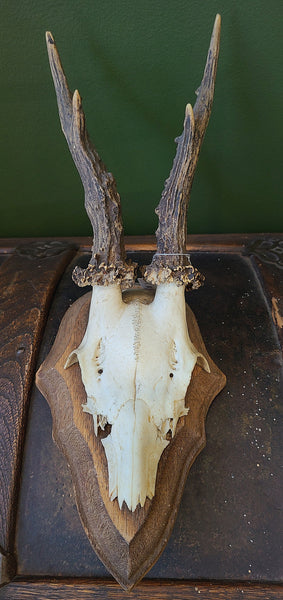 Roe deer skull, mounted