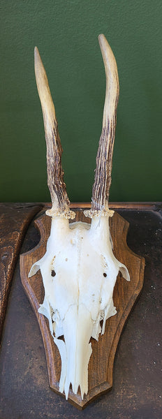 Roe deer skull, mounted