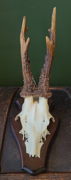 Roe deer skull, mounted